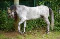  Le Maroc fete son Moussem a Evry-Bondoufle  - Les chevaux marocains Les Chevaux Marocains 090
